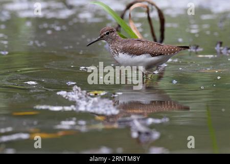 Grüner Sandpfeifer (Tringa ochropus) auf Wassersuche, Biosphärenreservat mittlere Elbe, Dessau-Rosslau, Sachsen-Anhalt, Deutschland Stockfoto