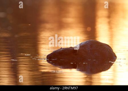 Biber (Castor fiber), im Wasser gegen das Licht, Peene Valley River Landscape Naturpark Park, Mecklenburg-Vorpommern, Deutschland Stockfoto