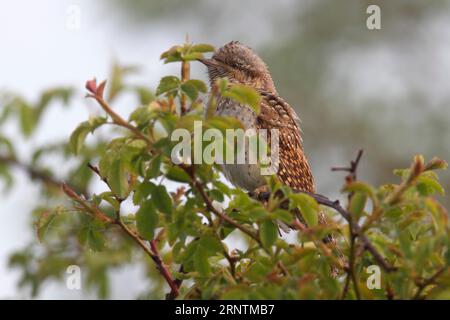 Eurasischer Wryneck (Jynx torquilla) in einem Sträucher, Biosphärenreservat Mittelelbe, Dessau-Rosslau, Sachsen-Anhalt, Deutschland Stockfoto