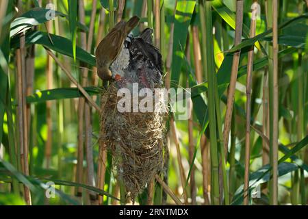 Der Kuckucksui (Cuculus canorus) hält eine Fäkalkugel, um den Vogel-Schilfkäfer (Acrocephalus scirpaceus) auf dem Nest, der Biosphäre der mittleren Elbe, zu beherbergen Stockfoto