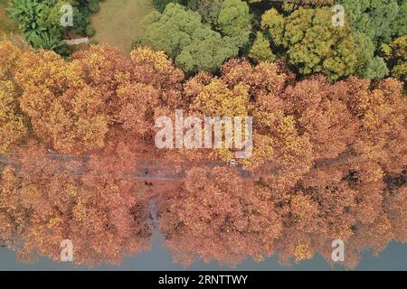 (171119) -- GUIYANG, 19. November 2017 -- Touristen gehen auf einem Pfad unter phönixbäumen im Huaxi-Bezirk von Guiyang, Südwestchinesische Provinz Guizhou, 19. November 2017. Die Herbstlandschaft entlang des Weges zog viele Touristen an. )(mcg) CHINA-GUIYANG-HERBSTLANDSCHAFT (CN) OuxDongqu PUBLICATIONxNOTxINxCHN Stockfoto