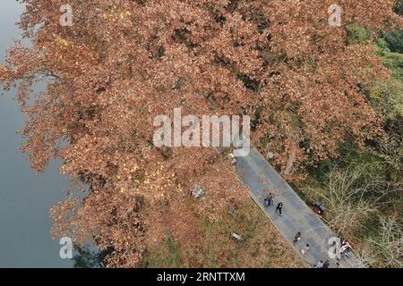 (171119) -- GUIYANG, 19. November 2017 -- Touristen gehen auf einem Pfad unter phönixbäumen im Huaxi-Bezirk von Guiyang, Südwestchinesische Provinz Guizhou, 19. November 2017. Die Herbstlandschaft entlang des Weges zog viele Touristen an. )(mcg) CHINA-GUIYANG-HERBSTLANDSCHAFT (CN) OuxDongqu PUBLICATIONxNOTxINxCHN Stockfoto