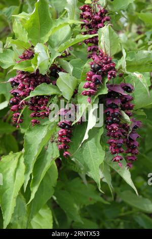 Im Spätsommer bilden sich tiefviolette Beeren auf dem Himalaya-Honeysuckle-Sträucher Stockfoto