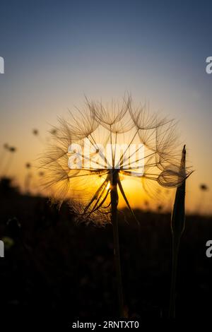 Löwenzahn Samen in Wassertropfen Nahaufnahme auf einem Sonnenuntergang Hintergrund. Selektiver Fokus Stockfoto