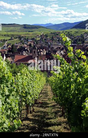 Blick aus der Vogelperspektive auf das Dorf und die Weinberge. Riquewihr, Haut-Rhin, Frankreich Stockfoto