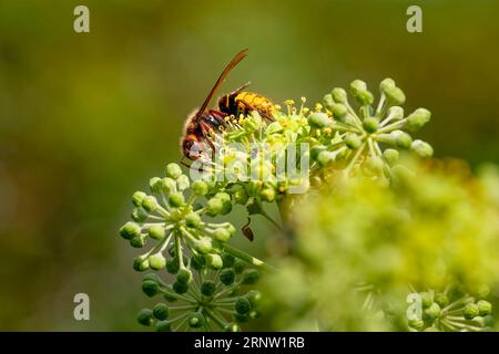 Nahaufnahme von einer Horne (Vespa crabro) auf Efeublüten. Stockfoto