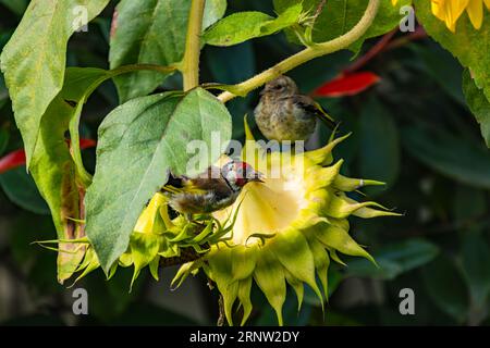 Nahaufnahme von Goldfinken auf Sonnenblumen, die im Herbst Samen essen Stockfoto