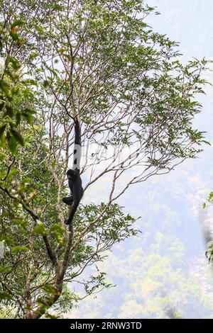 (171202) -- HAIKOU, 2. Dezember 2017 -- Foto aufgenommen am 27. Oktober 2017 zeigt einen Hainan-Gibbon auf einem Baum im Bawangling National Nature Reserve in Changjiang, Südchinesische Provinz Hainan. Der Hainan-Gibbon oder Nomascus Hainanus ist die seltenste Primatenart der Welt und wahrscheinlich die seltenste Säugetierart. In den 1950er Jahren waren sie etwa 2.000 Jahre alt, im späten 20. Jahrhundert waren sie stark rückläufig, was vor allem auf den Verlust von Lebensräumen und die Jagd zurückzuführen war. Der Hainan-Gibbon (Nomascus hainanus), der in Regenwaldbäumen von über 10 Metern Höhe lebt, mit langen Armen und Beinen, aber ohne Schwanz, setzt selten Fuß auf t Stockfoto