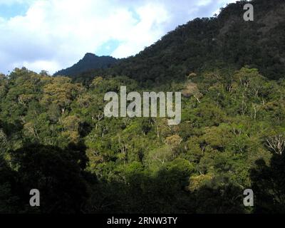 (171202) -- HAIKOU, 2. Dezember 2017 -- Foto vom 11. Februar 2005 zeigt das Bawangling National Nature Reserve in Changjiang, Provinz Hainan in Südchina. Der Hainan-Gibbon oder Nomascus Hainanus ist die seltenste Primatenart der Welt und wahrscheinlich die seltenste Säugetierart. In den 1950er Jahren waren sie etwa 2.000 Jahre alt, im späten 20. Jahrhundert waren sie stark rückläufig, was vor allem auf den Verlust von Lebensräumen und die Jagd zurückzuführen war. Der Hainan-Gibbon (Nomascus hainanus) lebt in Regenwaldbäumen mit einer Höhe von über 10 Metern und hat lange Arme und Beine, aber keinen Schwanz Stockfoto