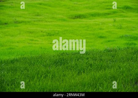 Grüne Wiese mit hellem, saftigem und grünem Gras Stockfoto