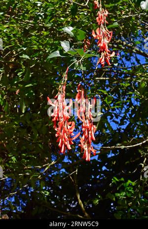 Rotjadevene (Strongylodon siderospermum) am Baum Stockfoto