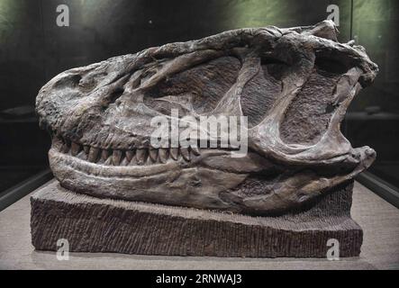 (171211) -- ZIGONG, 11. Dez. 2017 -- Foto vom 7. Dez. 2017 zeigt den Schädel eines Yangchuanosaurus hepingensis im Zigong Dinosaurier Museum in Zigong, Provinz Sichuan im Südwesten Chinas. Das Zigong Dinosaurier Museum wurde in der weltberühmten Dashanpu Dinosaurier Fauna erbaut und beherbergt eine Sammlung fossiler Exemplare, die fast alle bekannten Dinosaurier-Arten im Jura vor 205-135 Millionen Jahren umfassen. Es wurde vom American Global Geography Magazine als das beste Dinosaurier-Museum der Welt angesehen. ) (wf) CHINA-SICHUAN-FOSSIL-DINOSAURIER (CN) LiuxKun PUBLICATIONxNOTxINxCHN Stockfoto