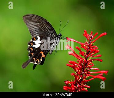 (171212) -- FUZHOU, 12. Dezember 2017 -- Ein Schmetterling wird im Fuzhou National Forest Park in Fuzhou, der Hauptstadt der südöstlichen chinesischen Provinz Fujian, am 11. Dezember 2017 unter Blumen gesehen. ) (Xzy) CHINA-FUZHOU-LANDSCAPE-BUTTERFLY (CN) MeixYongcun PUBLICATIONxNOTxINxCHN Stockfoto