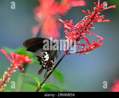 (171212) -- FUZHOU, 12. Dezember 2017 -- Ein Schmetterling wird im Fuzhou National Forest Park in Fuzhou, der Hauptstadt der südöstlichen chinesischen Provinz Fujian, am 11. Dezember 2017 unter Blumen gesehen. ) (Xzy) CHINA-FUZHOU-LANDSCAPE-BUTTERFLY (CN) MeixYongcun PUBLICATIONxNOTxINxCHN Stockfoto