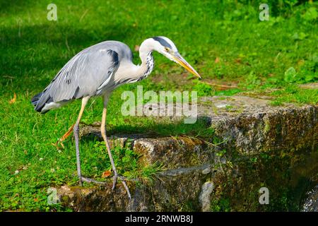 Reiher am Ufer des Stroms im schönen park Stockfoto