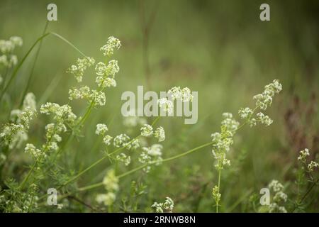 Flora of Finland - kleine weiße Blüten von Galium saxatile, Heidestrauch Stockfoto