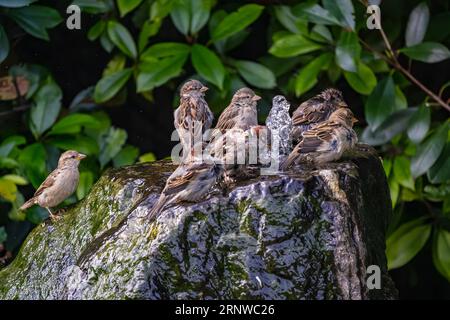 Gruppe von Spatzen, die im Garten baden und sich um das Gefieder kümmern Stockfoto