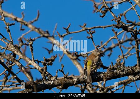 Fringilla coelebs Familie Fringillidae Gattung Fringilla gewöhnlicher Kapriolen auf Apfelbaum, wilde Natur Vogelbild, Fotografie, Tapete Stockfoto