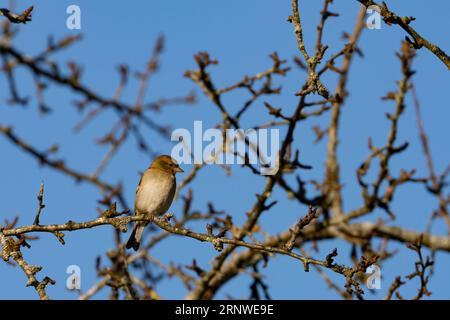 Fringilla coelebs Familie Fringillidae Gattung Fringilla gewöhnlicher Kapriolen auf Apfelbaum, wilde Natur Vogelbild, Fotografie, Tapete Stockfoto