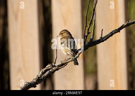 Fringilla coelebs Familie Fringillidae Gattung Fringilla gewöhnlicher Kapriolen auf Apfelbaum, wilde Natur Vogelbild, Fotografie, Tapete Stockfoto