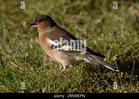 Fringilla coelebs Familie Fringillidae Gattung Fringilla gewöhnlicher Buchsbaum, der sonflower Samen im Gras isst, wilde Natur Vogelbild, Fotografie, Wallpa Stockfoto