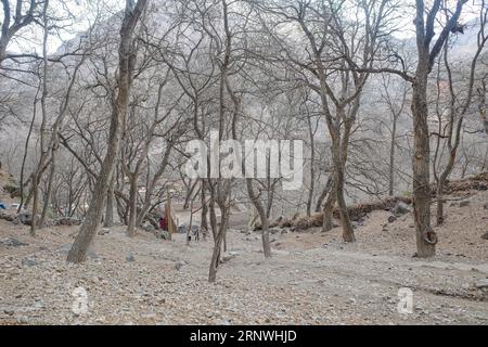 Imlil, Marokko - 22. Februar 2023: Ein Wald am Fuße des Atlasgebirges Stockfoto