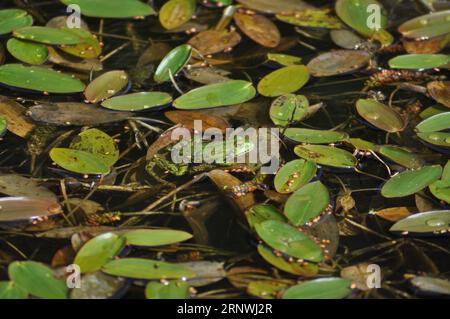 Hellgrüner Sumpffrosch (Phlophylax ridibundus) im Naturschutzgebiet Top Hill Low, East Yorkshire, England Stockfoto