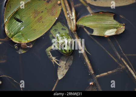 Hellgrüner Sumpffrosch (Phlophylax ridibundus) im Naturschutzgebiet Top Hill Low, East Yorkshire, England Stockfoto