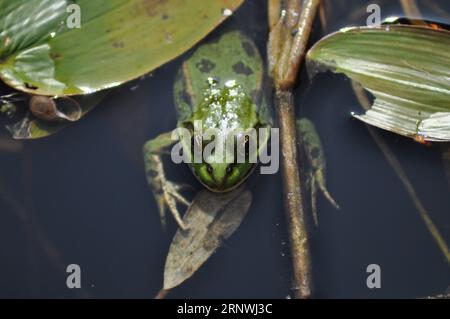 Hellgrüner Sumpffrosch (Phlophylax ridibundus) im Naturschutzgebiet Top Hill Low, East Yorkshire, England Stockfoto