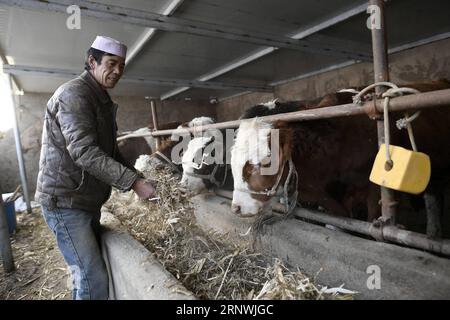 (171222) -- WUZHONG, 22. Dezember 2017 -- Villager Ma Ziping ernährt das Vieh im Stall im Dorf Hantianling der Gemeinde Hexi, Stadt Wuzhong, Autonome Region Ningxia Hui, 21. Dezember 2017. Das Vieh brachte ihm das Jahreseinkommen von etwa 50.000 Yuan (7.600 US-Dollar). Hantianling, im Chinesischen der Berg der Dürre, liegt in der abgelegenen Bergregion von Ningxia. Die jährliche Verdunstung beträgt hier mehr als 2.000 mm, während die jährliche Niederschlagsmenge nur etwa 200 mm beträgt. Die Dürre war immer die größte Bedrohung für die Menschen vor Ort gewesen. Es gab nie genug Wasser zum Trinken Stockfoto