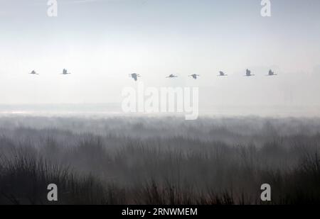 (171225) -- PEKING, 25. Dezember 2017 -- Schwarzhalskraniche fliegen im Caohai Naturschutzgebiet des Weining County, Südwestchinas Provinz Guizhou, 16. November 2017. Die 2017 von Xinhua-Vertragsfotografen aufgenommenen Fotos zeigen eine Harmonie zwischen Tieren und Natur. ) (lx) CHINA-NATURE-ANIMAL (CN) HexHuan PUBLICATIONxNOTxINxCHN Stockfoto