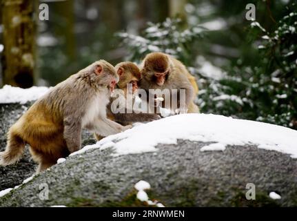 (171225) -- PEKING, 25. Dezember 2017 -- Affen spielen im Schnee in der Stadt Liuyang, Provinz Hunan in Zentralchina, 24. Februar 2017. Die 2017 von Xinhua-Vertragsfotografen aufgenommenen Fotos zeigen eine Harmonie zwischen Tieren und Natur. ) (lx) CHINA-NATURE-ANIMAL (CN) PengxHongxia PUBLICATIONxNOTxINxCHN Stockfoto