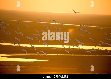 (171225) -- PEKING, 25. Dezember 2017 -- Eine Herde Reiher fliegt über dem Poyang Lake Wetland, ostchinesische Provinz Jiangxi, 20. Dezember 2017. Die 2017 von Xinhua-Vertragsfotografen aufgenommenen Fotos zeigen eine Harmonie zwischen Tieren und Natur. ) (lx) CHINA-NATURE-ANIMAL (CN) FuxJianbin PUBLICATIONxNOTxINxCHN Stockfoto