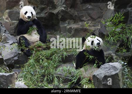 (171225) -- PEKING, 25. Dezember 2017 -- Riesenpandas essen Bambus im Hangzhou Zoo der ostchinesischen Provinz Zhejiang, 14. Juli 2017. Die 2017 von Xinhua-Vertragsfotografen aufgenommenen Fotos zeigen eine Harmonie zwischen Tieren und Natur. ) (lx) CHINA-NATURE-ANIMAL (CN) LixZhong PUBLICATIONxNOTxINxCHN Stockfoto