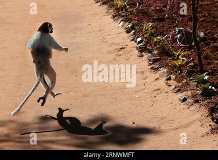 (171225) -- PEKING, 25. Dezember 2017 -- Ein Lemur springt wie ein Balletttänzer in einem Naturschutzgebiet in Madagaskar, 5. August 2017. Die 2017 von Xinhua-Vertragsfotografen aufgenommenen Fotos zeigen eine Harmonie zwischen Tieren und Natur. ) (lx) CHINA-NATURE-ANIMAL (CN) XuxCongjun PUBLICATIONxNOTxINxCHN Stockfoto