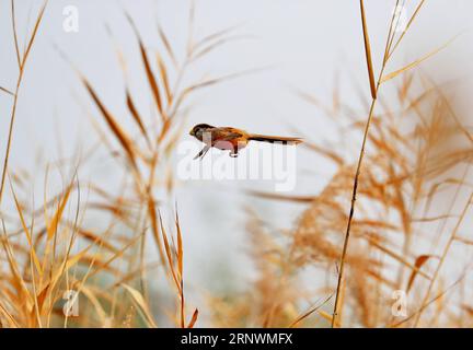 (171225) -- PEKING, 25. Dezember 2017 -- Ein Schilfbarsch fliegt im Schilf im Wanping-See von Peking, Hauptstadt von China, 6. November 2017. Die 2017 von Xinhua-Vertragsfotografen aufgenommenen Fotos zeigen eine Harmonie zwischen Tieren und Natur. ) (lx) CHINA-NATURE-ANIMAL (CN) LiuxXianguo PUBLICATIONxNOTxINxCHN Stockfoto