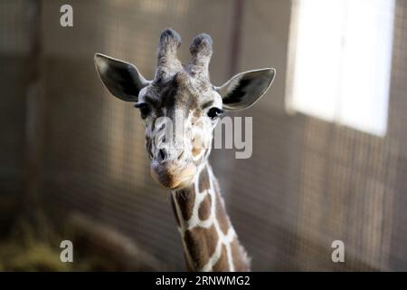 (171225) -- PEKING, 25. Dezember 2017 -- Foto aufgenommen am 17. November 2017 zeigt eine Giraffe, die unschuldig im Jinan Zoo in der ostchinesischen Provinz Shandong schaut. Die 2017 von Xinhua-Vertragsfotografen aufgenommenen Fotos zeigen eine Harmonie zwischen Tieren und Natur. ) (lx) CHINA-NATURE-ANIMAL (CN) LyuxChuanquan PUBLICATIONxNOTxINxCHN Stockfoto