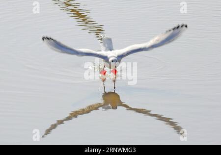 (171225) -- PEKING, 25. Dezember 2017 -- Eine Möwe saust über das Wasser in Lianyungang, ostchinesische Provinz Jiangsu, 3. Februar 2017. Die 2017 von Xinhua-Vertragsfotografen aufgenommenen Fotos zeigen eine Harmonie zwischen Tieren und Natur. ) (lx) CHINA-NATURE-ANIMAL (CN) GengxYuhe PUBLICATIONxNOTxINxCHN Stockfoto