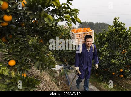 (171226) -- YICHANG, 26. Dezember 2017 -- Ein junger Mann, der Nabelorangen online verkauft, trägt Nabelorangen im Zigui County, in der zentralchinesischen Provinz Hubei, 25. Dezember 2017. Zigui County hat mehr als 3.000 E-Commerce-Unternehmen entwickelt, die dazu beitragen, dass die jährlichen Verkäufe von Nabelorangen 80.000 Tonnen erreichen. ) (lx) CHINA-HUBEI-NABEL ORANGE(CN) ZhengxJiayu PUBLICATIONxNOTxINxCHN Stockfoto