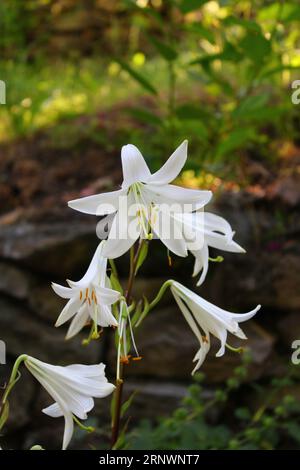 Lilium ist eine Gattung von krautigen blühenden Pflanzen, die aus Zwiebeln wachsen, alle mit großen prominenten Blüten. Das sind die wahren Lilien Stockfoto