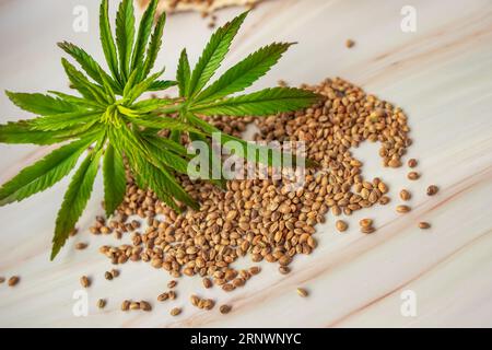 Marihuanasamen in Scoops und winzigem Blatt eine junge Pflanze, die zu Hause für medizinische Zwecke angebaut wird. Cannabisprodukte. Das Konzept biologischer Nahrungsergänzungsmittel Stockfoto