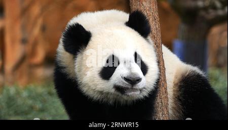 RiesenPanda, ailuropoda melanoleuca, Porträt eines Erwachsenen, Beauval Zoo in Frankreich Stockfoto