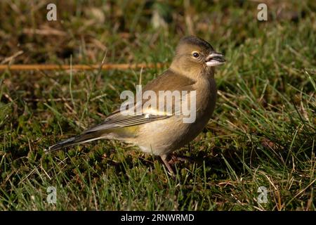 Fringilla coelebs Familie Fringillidae Gattung Fringilla gewöhnlicher Buchsbaum, der sonflower Samen im Gras isst, wilde Natur Vogelbild, Fotografie, Wallpa Stockfoto