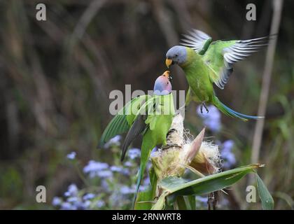 (171231) -- PEKING, 31. Dezember 2017 -- Foto aufgenommen am 12. März 2017 zeigt zwei Blütenkopfsittiche im Yingjiang County, Südwestchinesische Provinz Yunnan. ) XINHUA FOTO WÖCHENTLICHE AUSWAHL XuxYongchun PUBLICATIONxNOTxINxCHN Stockfoto