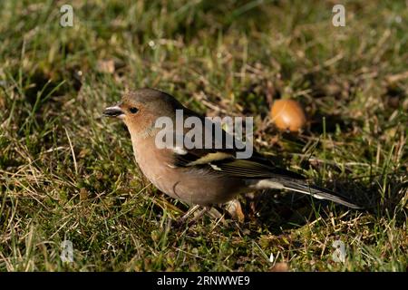 Fringilla coelebs Familie Fringillidae Gattung Fringilla gewöhnlicher Buchsbaum, der sonflower Samen im Gras isst, wilde Natur Vogelbild, Fotografie, Wallpa Stockfoto
