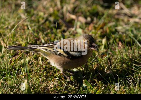 Fringilla coelebs Familie Fringillidae Gattung Fringilla gewöhnlicher Buchsbaum, der sonflower Samen im Gras isst, wilde Natur Vogelbild, Fotografie, Wallpa Stockfoto