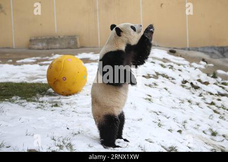 (180110) -- XI AN, 10. Januar 2018 -- Ein riesiger Panda spielt im Schnee im Xi an Qinling Zoological Park am Fuße der Qinling Mountains in Xi an, Hauptstadt der nordwestchinesischen Provinz Shaanxi, 7. Januar 2018. ) (Syh) CHINA-SHAANXI-WINTER-RIESE PANDA GouxBingchen PUBLICATIONxNOTxINxCHN Stockfoto