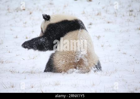 (180110) -- XI AN, 10. Januar 2018 -- Ein riesiger Panda spielt im Schnee im Xi an Qinling Zoological Park am Fuße der Qinling Mountains in Xi an, Hauptstadt der nordwestchinesischen Provinz Shaanxi, 7. Januar 2018. ) (Syh) CHINA-SHAANXI-WINTER-RIESE PANDA GouxBingchen PUBLICATIONxNOTxINxCHN Stockfoto