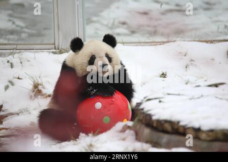 (180110) -- XI AN, 10. Januar 2018 -- Ein riesiger Panda spielt im Schnee im Xi an Qinling Zoological Park am Fuße der Qinling Mountains in Xi an, Hauptstadt der nordwestchinesischen Provinz Shaanxi, 7. Januar 2018. ) (Syh) CHINA-SHAANXI-WINTER-RIESE PANDA GouxBingchen PUBLICATIONxNOTxINxCHN Stockfoto