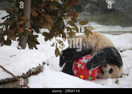 (180110) -- XI AN, 10. Januar 2018 -- Ein riesiger Panda spielt im Schnee im Xi an Qinling Zoological Park am Fuße der Qinling Mountains in Xi an, Hauptstadt der nordwestchinesischen Provinz Shaanxi, 7. Januar 2018. ) (Syh) CHINA-SHAANXI-WINTER-RIESE PANDA (CN) GouxBingchen PUBLICATIONxNOTxINxCHN Stockfoto